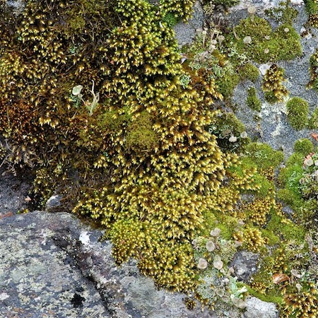 hedwigia ciliata