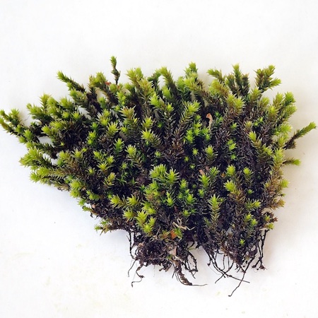 Hedwigia ciliata