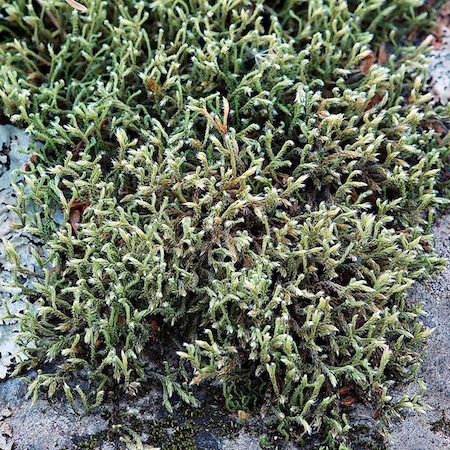 Hedwigia ciliata