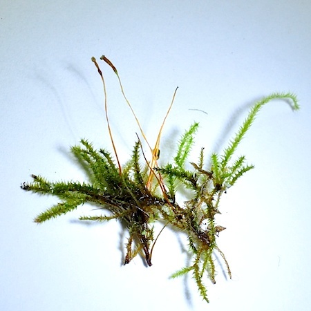 Herzogiella striatella