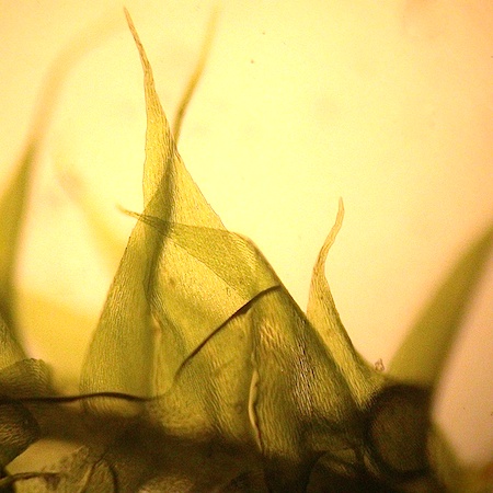 Herzogiella striatella