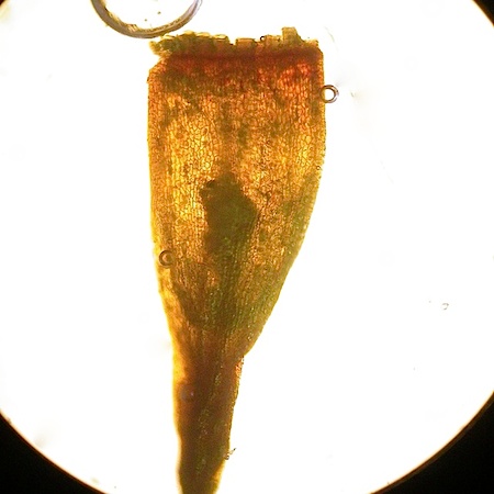 Herzogiella striatella