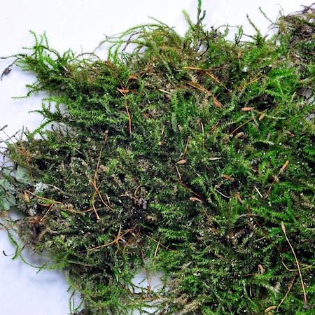 Herzogiella striatella