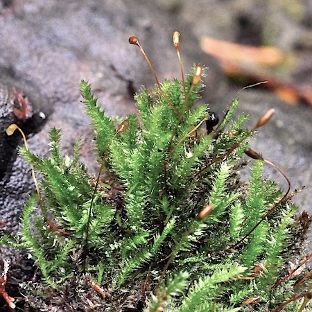 herzogiella turfacea