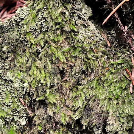 herzogiella turfacea