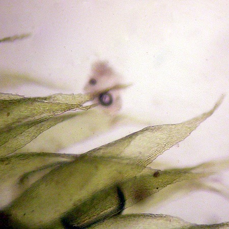 herzogiella turfacea