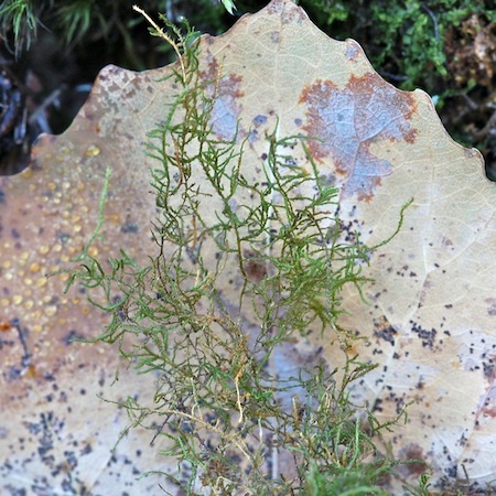 heterogladium dimorphum