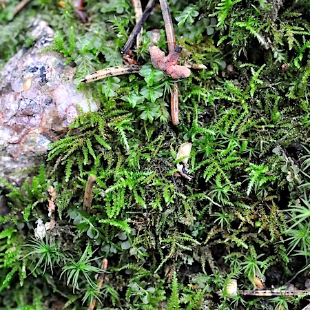 heterogladium dimorphum