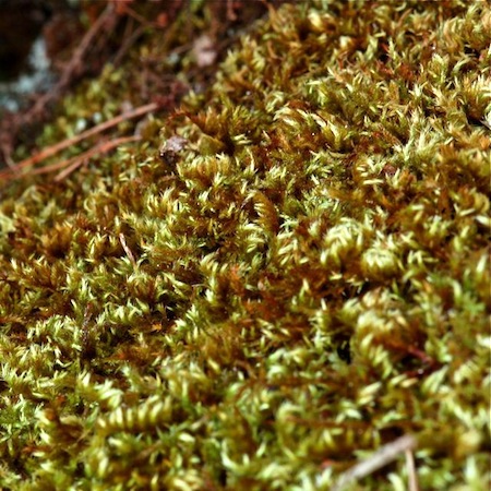 homalothecium sericeum