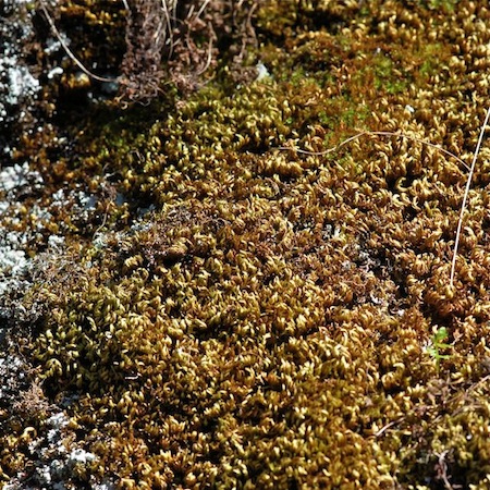 homalothecium sericeum