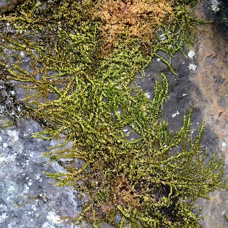 Homalothecium sericeum