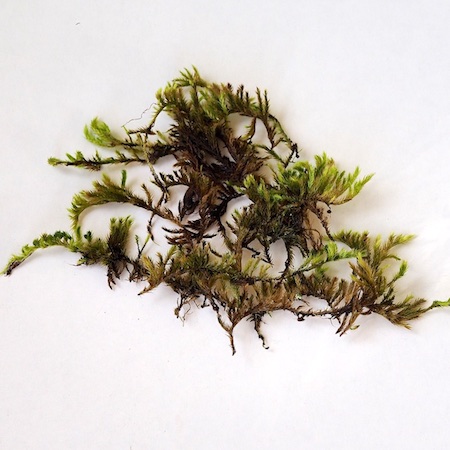 Homalothecium sericeum