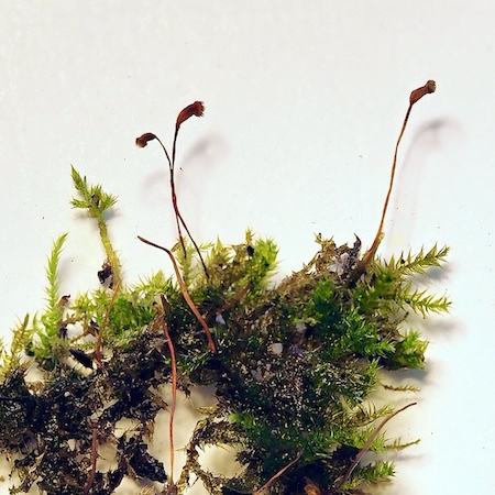 homomallium incurvatum