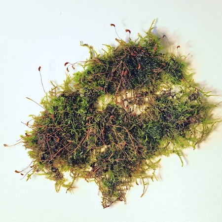 homomallium incurvatum