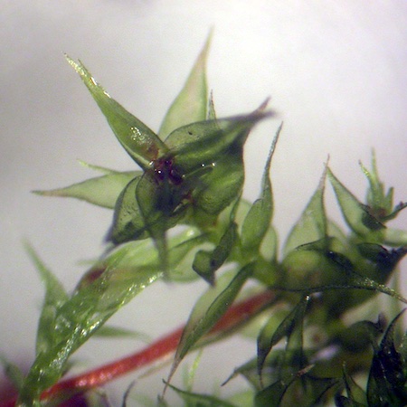 homomallium incurvatum