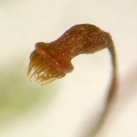 Homomallium incurvatum