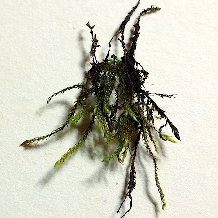 hygroamblystegium fluviatile