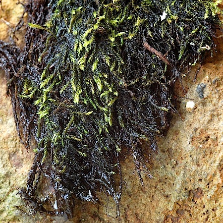 hygroamblystegium fluviatile
