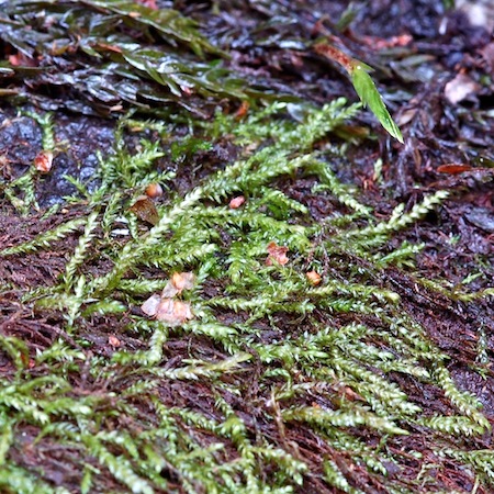 hygrohypnum ochraceum