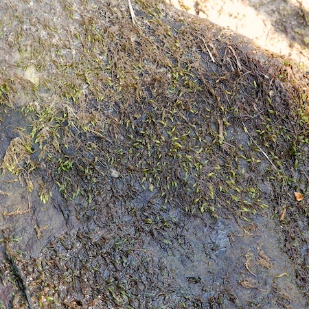 hygrohypnum ochraceum