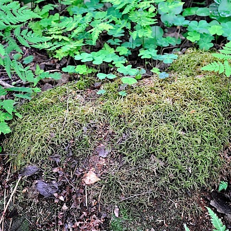 Hylocomiastrum pyrenaicum