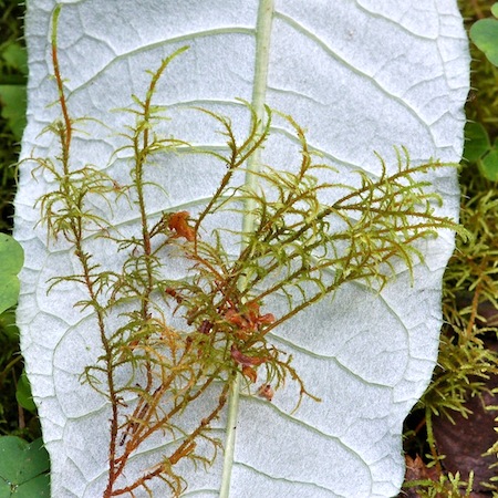 hylocomiastrum umbratum