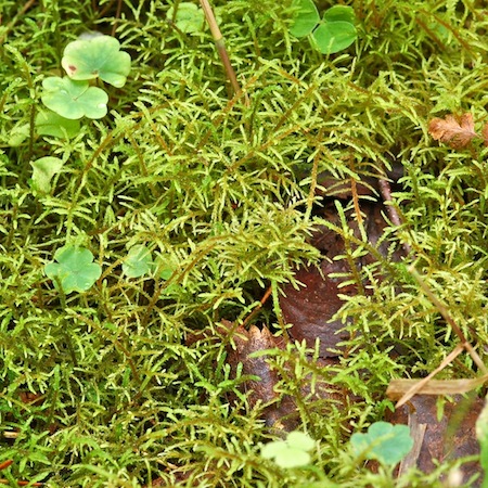 hylocomiastrum umbratum