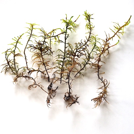 Hylocomiastrum umbratum