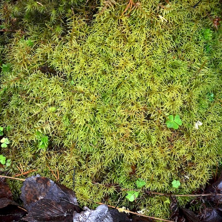 Hylocomiastrum umbratum