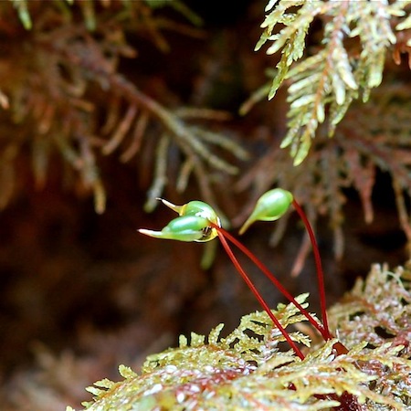 hylocomium splendens