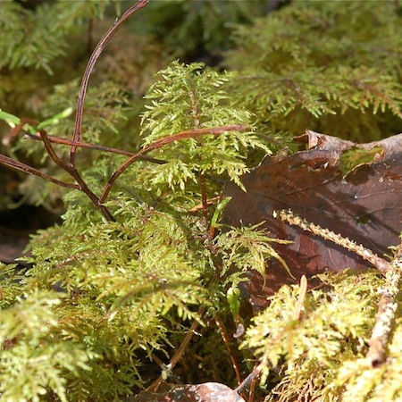 hylocomium splendens