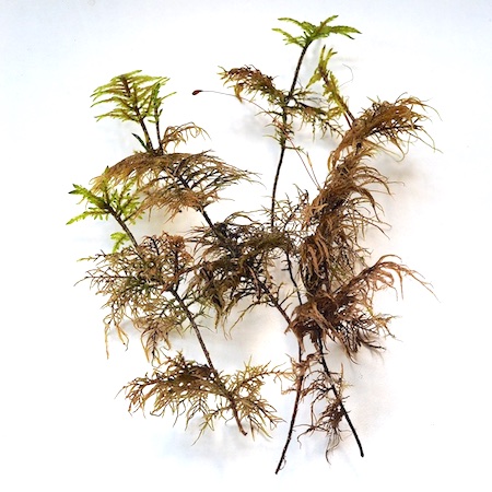 Hylocomium splendens