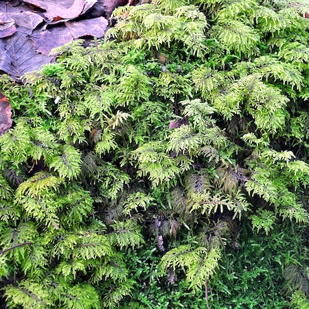 Hylocomium splendens