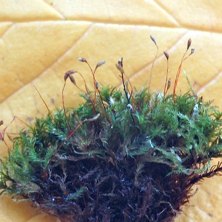 Isopterygiopsis pulchella