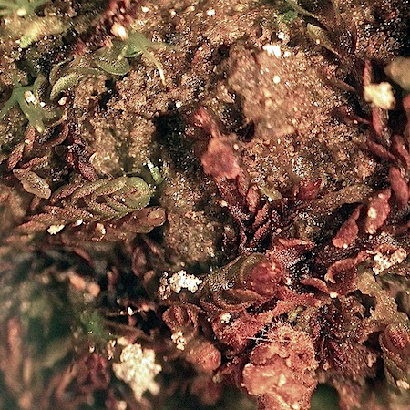 Jungermannia hyalina