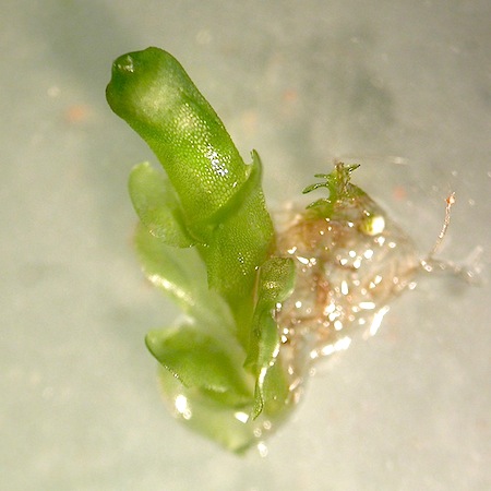 jungermannia leiantha