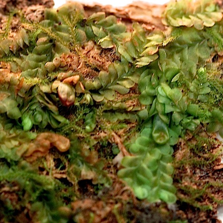 jungermannia leiantha