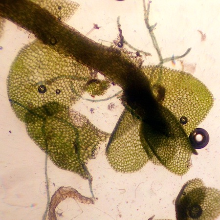 jungermannia pumilla
