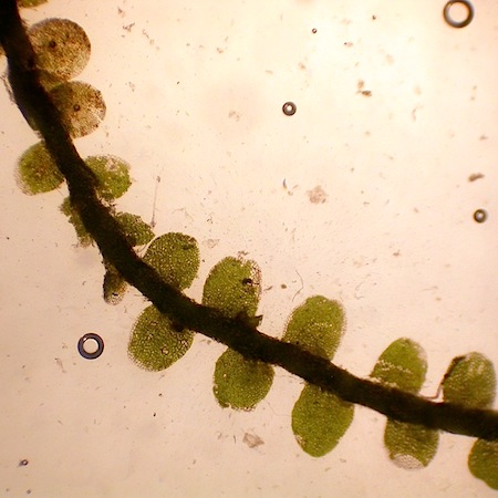 jungermannia pumilla