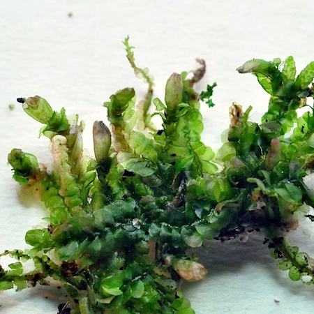 Jungermannia sphaerocarpa