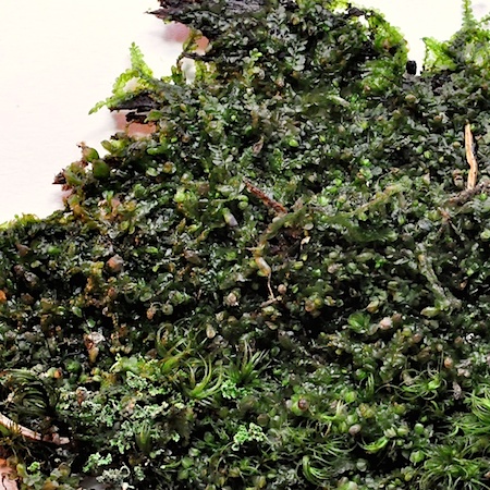 Jungermannia sphaerocarpa