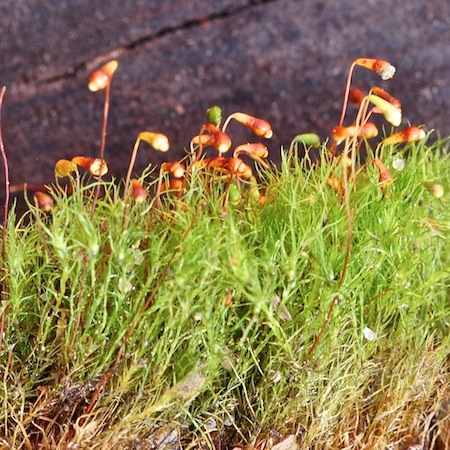 leptobryum pyriforme