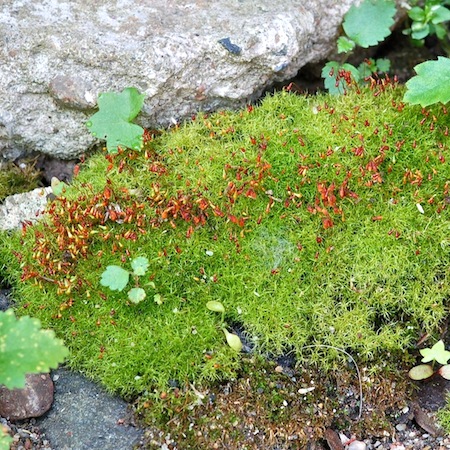 leptobryum pyriforme