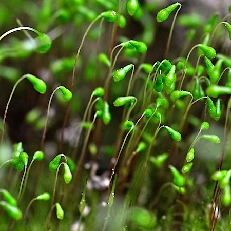 leptobryum pyriforme