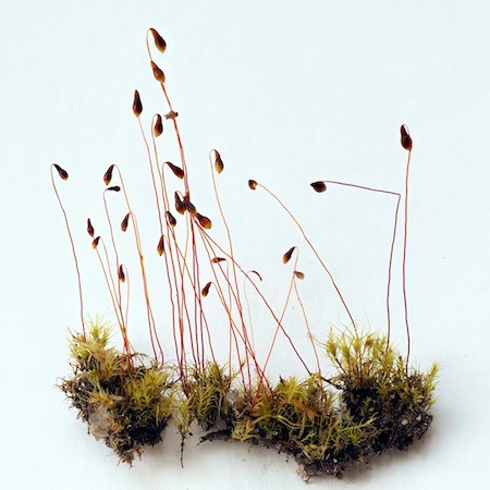 Leptobryum pyriforme