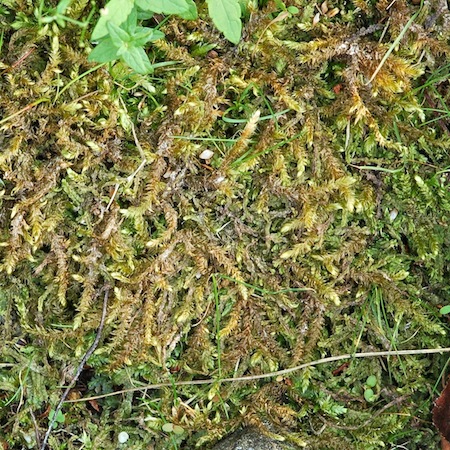 leptodictyum riparium