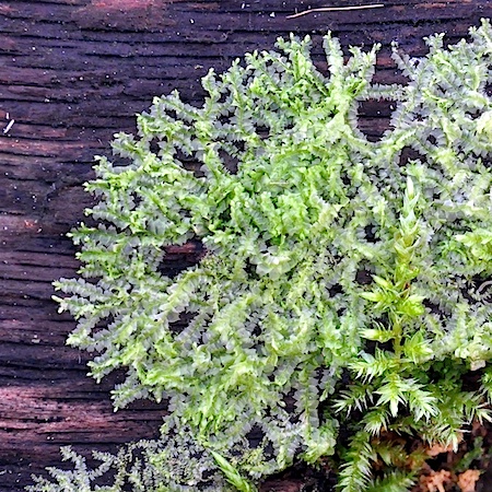 lophocolea heterophylla