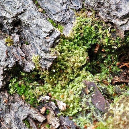 lophocolea heterophylla