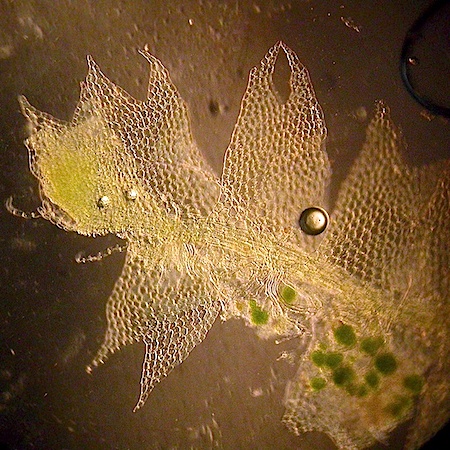 lophocolea heterophylla