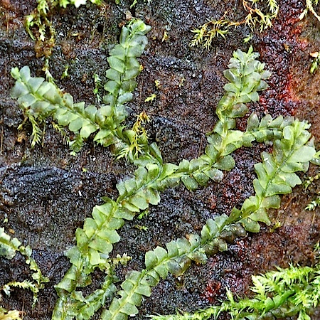 lophocolea heterophylla